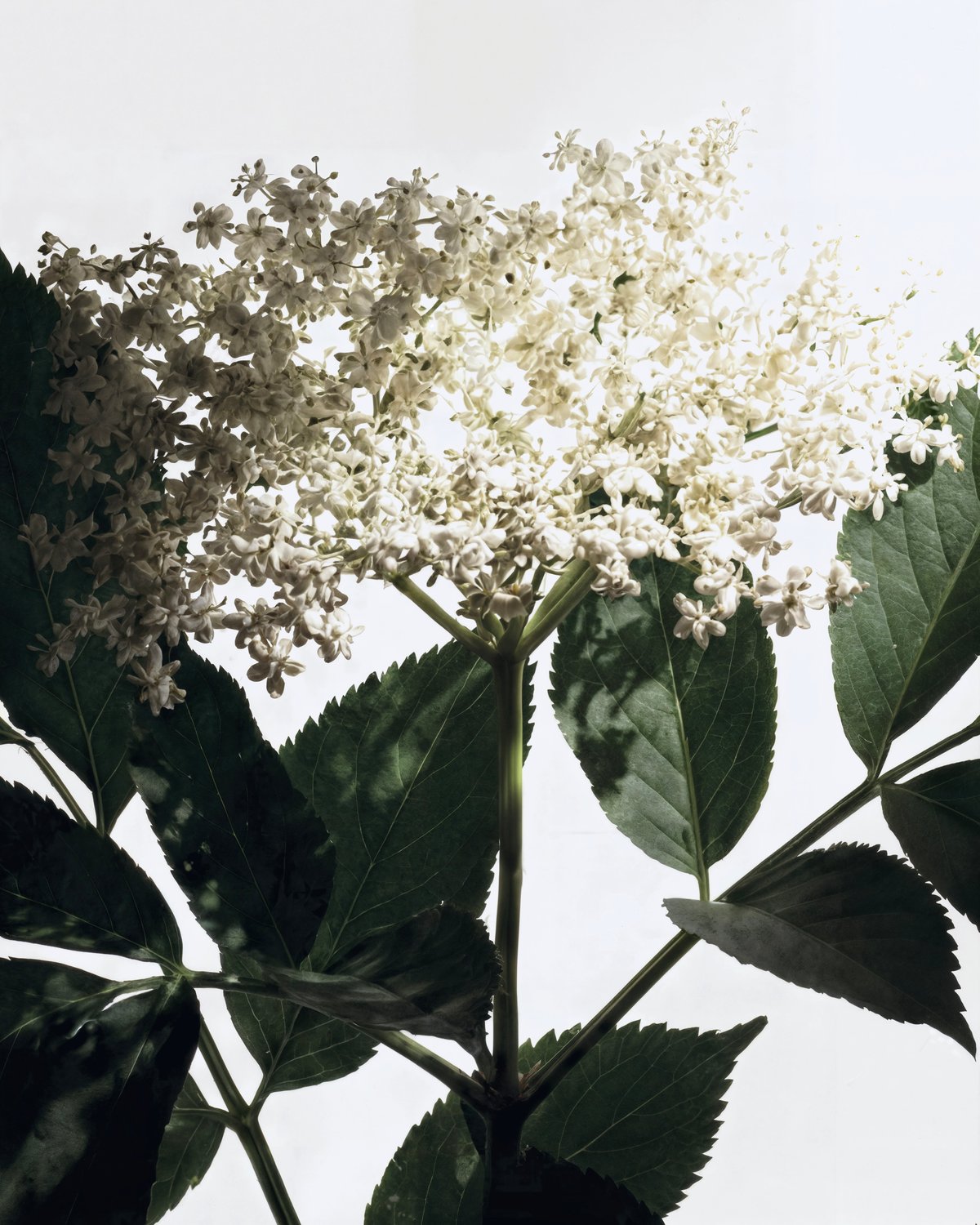 Elderflower